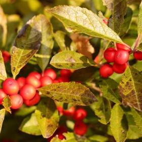 北美冬青樹 紅果 輪生冬青小苗 盆景盆栽觀賞 基地供應高20-60cm