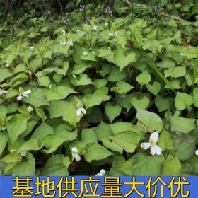 知乎園藝出售 魚腥草 新農村環(huán)境搞綠化改造苗 藥草地被草