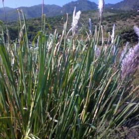 知乎園藝出售 南荻 多年生草本植物 景區(qū)園林地被綠化工程苗