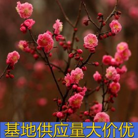 知乎園藝出售 骨里紅紅梅1-10公分 景區(qū)梅園觀賞苗 規(guī)格齊全