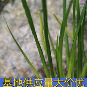 知乎園藝出售 金邊石菖蒲 庭園景區(qū)綠化盆栽苗 花鏡花壇配植