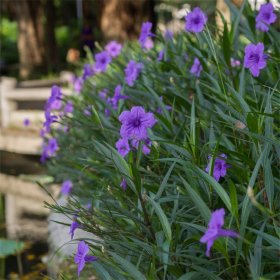 知乎園藝出售 翠蘆莉 園林景區(qū)綠化苗 花壇花鏡地栽配植苗