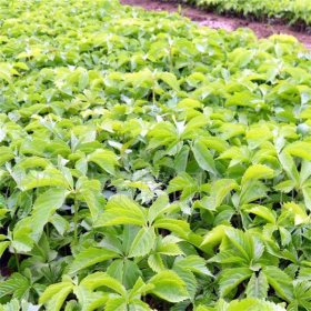 知乎園藝出售 三葉地錦苗 藤本植物 墻體園林攀援綠化苗