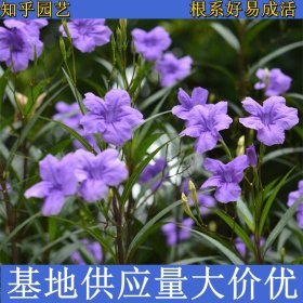 知乎园艺出售 矮生翠芦莉杯苗 花坛花镜观赏花卉 绿化工程苗