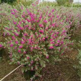 知乎园艺出售 红花玉芙蓉 四季常绿观赏苗 花量大 生长旺盛