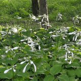 知乎園藝出售鐘情瑪格麗特玉簪 庭院綠化園景花壇觀賞工程苗