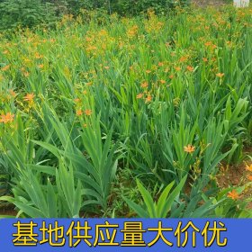 知乎园艺出售 射干苗 庭院造景观赏花卉 绿化工程配植苗