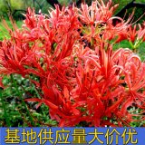 知乎園藝出售 彼岸花 石蒜苗 花壇花鏡花帶觀賞花卉 園林配植苗