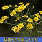 知乎园艺出售 野菊花小苗 景区园林草坪装饰栽植 庭院盆栽观赏