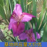 知乎園藝出售花葉玉蟬花 庭院別墅區(qū)綠化造景栽植 花鏡花壇觀賞苗