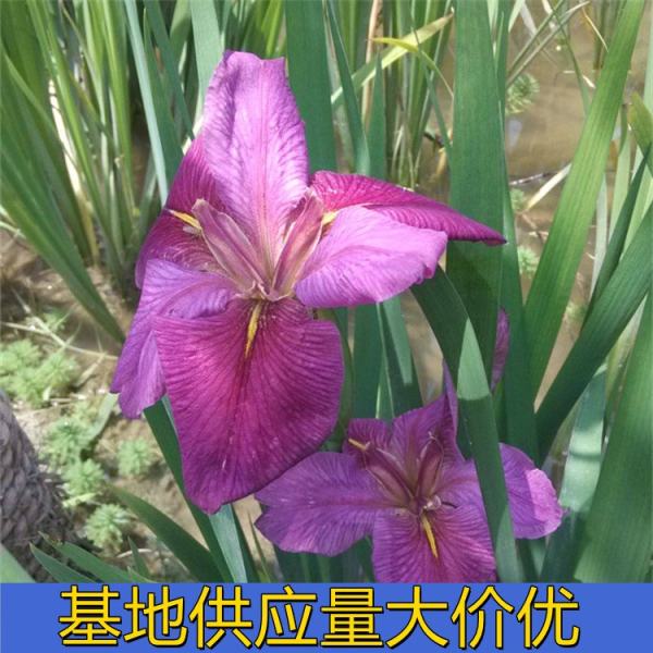 花叶玉蝉花