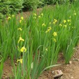 知乎园艺苗圃出售 黄花鸢尾 庭院花坛花镜绿化造景工程苗木