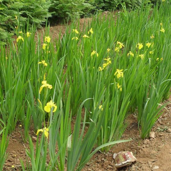 黃花鳶尾