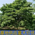 知乎園藝出售 無患子 規(guī)格齊全 景區(qū)園林綠化工程苗 用途廣工用苗