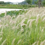 知乎園藝出售 白穗狼尾草 花壇花鏡配植苗 園林地被綠化工程苗