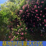 知乎園藝出售 野薔薇 花鏡花壇造景觀賞花卉 庭院別墅小區(qū)栽植