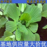 知乎園藝出售 水白菜小苗 規(guī)格齊全 水生綠化植物 湖面水景造景