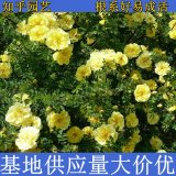 知乎園藝出售 迎春 黃刺玫 花鏡花壇觀賞花卉 綠化工程苗