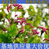 知乎園藝出售 紅蓼小苗 景區(qū)園林綠化工程苗 花鏡花壇配植綠化