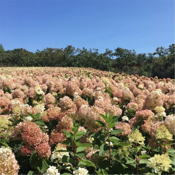 圆锥木绣球