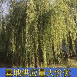 知乎園藝出售 金絲垂柳苗木 護(hù)土固坡綠化造景樹 景觀行道樹