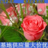 知乎园艺出售 玫瑰树苗 品相好 规格全 绿化观赏花卉