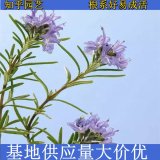 知乎園藝 出售 迷迭香 香草香料配材 庭院陽臺(tái)盆景盆栽觀賞苗