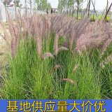 知乎园艺出售 狼尾草小苗 花镜花坛配植工程苗 切花绿化苗