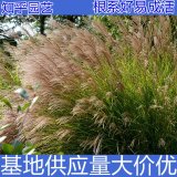 知乎園藝出售 細(xì)葉芒小苗 杯苗 綠化造景工程苗 花鏡鑲邊材料