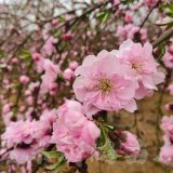 知乎園藝出售 桃花樹苗 樹形飽滿 道路行道樹景觀配植 規(guī)格齊全