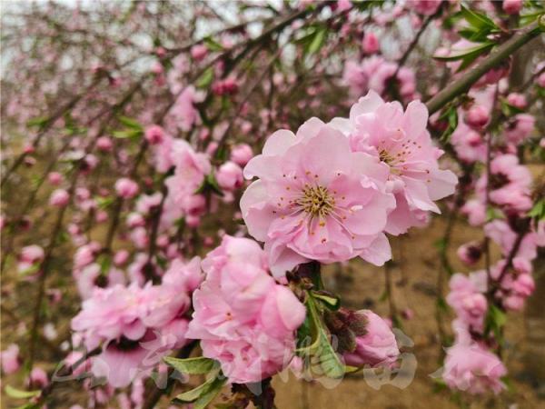 桃花樹苗圃