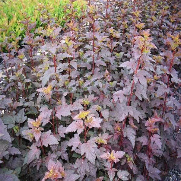 紫叶风香果