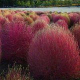 紅葉地膚苗 花壇花鏡花海觀賞性配植 盆栽地栽園林綠化造景工程苗木