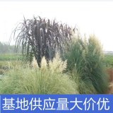 知乎園藝出售 花葉蒲葦杯苗 園林綠化工程苗 景區(qū)地被造景栽植