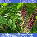 知乎園藝出售 紫穗槐小苗 花壇花鏡綠化工程苗 園林觀賞花苗