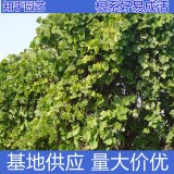 知乎園藝出售 葛藤 藤本植物 攀援植物 墻架棚體園林綠化工程苗