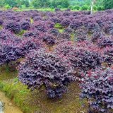 知乎园林出售 红花继木球 花坛花镜造景配植绿化 园林观赏植物