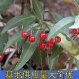 知乎園藝 出售 紫金牛小苗 喜光喜溫暖綠化苗 園林觀賞植物