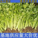 知乎園藝出售 水芹規(guī)格齊全 水生蔬菜 水體治理苗 綠化工程苗