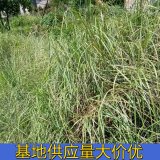 知乎園藝出售 牛鞭草杯苗 護土固坡配植 飼草 綠化工程苗