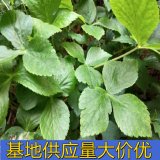 知乎園藝出售 鴨腳板小苗 園林庭院綠化苗 景區(qū)地被栽植苗