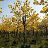 黃花風(fēng)鈴木別名伊蓓樹 規(guī)格齊全 庭院園林綠化造景工程苗木