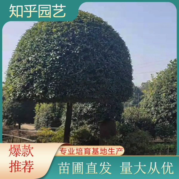 桂花價格