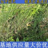 知乎园艺基地出售 木贼苗 花坛花镜配植 地被色块 绿化观赏苗