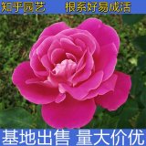 知乎园艺出售 大花月季苗 颜色丰富 花量大 花坛花镜花海绿化观赏花卉