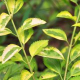 知乎園藝出售 花葉連翹小苗種類規(guī)格齊全 花壇花鏡園林造景工程苗