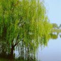 知乎園藝出售 垂柳樹苗 花鏡花壇綠化配植 庭院景區造景工程樹