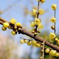 知乎園藝出售 臘梅盆景盆栽 地栽 景區(qū)觀賞 庭院栽植工程苗