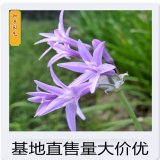 知乎园艺出售 花叶紫娇花 根系好花坛花镜栽植苗 绿化工程苗