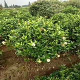 知乎園藝出售 大葉梔子花 景區(qū)園林觀花苗木 花鏡花壇栽植